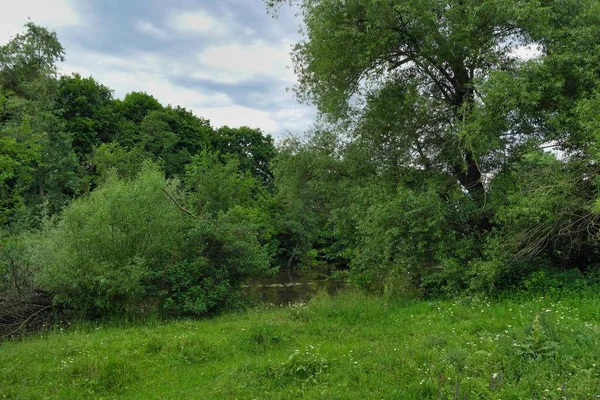 Green Forest Trees Blue Sky — Stock Photo, Image