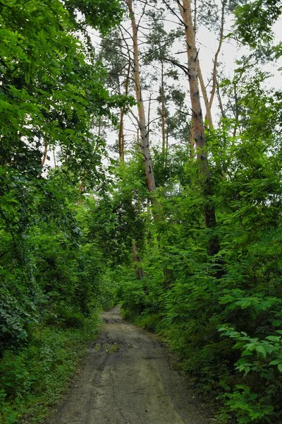 Väg Skogen — Stockfoto