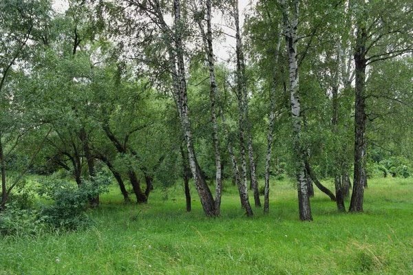 Groene Bomen Het Park — Stockfoto