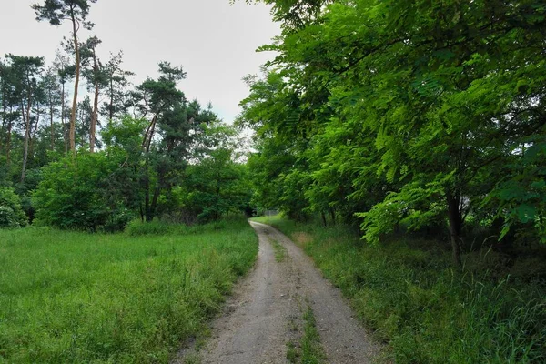 Ağaçları ve mavi gökyüzü olan yeşil orman yolu