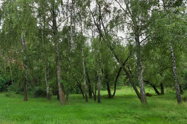 Arbres Verts Dans Forêt — Photo