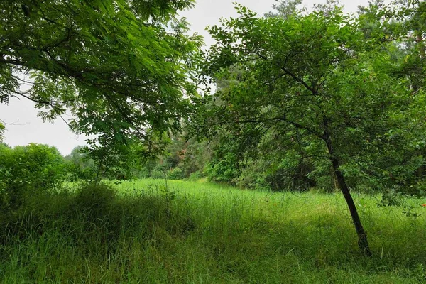 Grüner Wald Park — Stockfoto