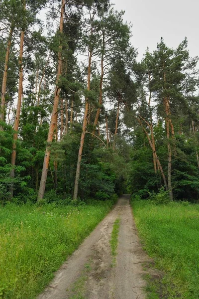 Weg Het Bos — Stockfoto