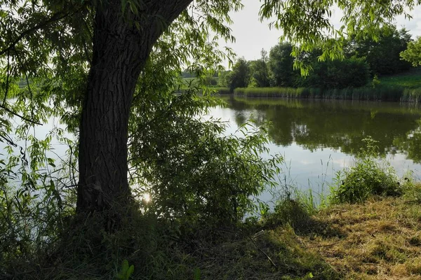 Bella Vista Sul Fiume Nella Foresta — Foto Stock