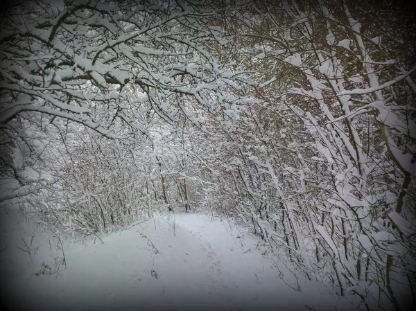 雪のある古い木の背景 — ストック写真