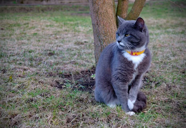 一只可爱的猫在户外的肖像 — 图库照片