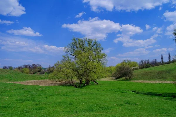 Güzel bir manzara Ağacı ve mavi gökyüzü