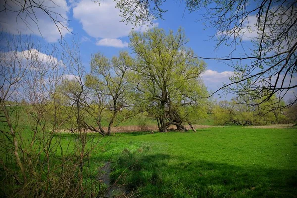 Beau Paysage Avec Arbre — Photo