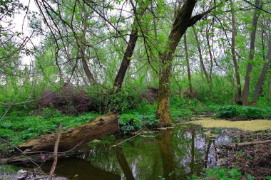 Ormanın güzel manzarası
