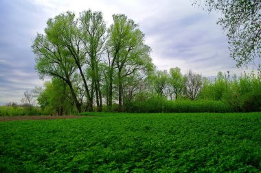 Güzel gökyüzü olan yeşil bir arazi.