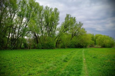 Ağacı ve yeşil otları olan güzel bir manzara.