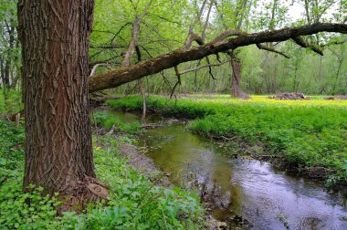 Ormandaki nehrin güzel manzarası