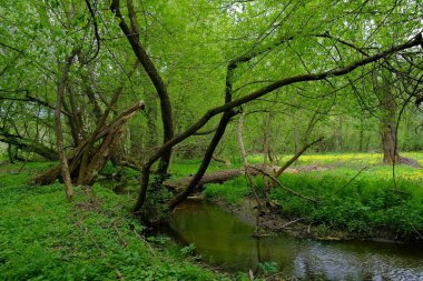 Güzel bahar manzara nehir ile 