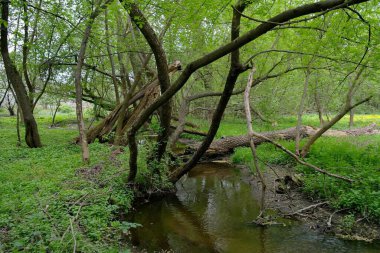Ormandaki nehrin güzel manzarası