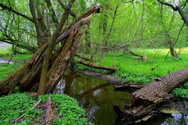 Güzel bahar manzara nehir ile 