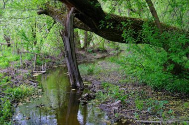 Ormanda nehri olan güzel bir manzara.