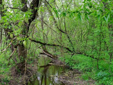 Parktaki yeşil orman
