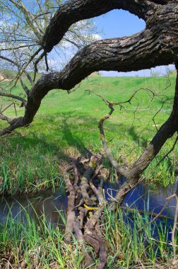 Ormanın güzel manzarası