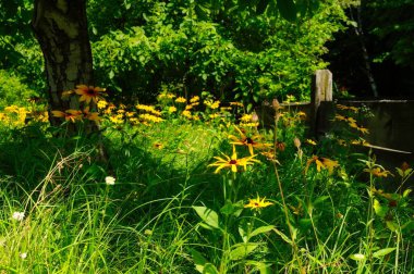 Bahçedeki güzel çiçekler