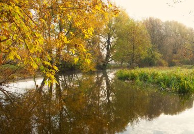 Güz ormanı manzarası güzel ağaçlar ve nehirlerle