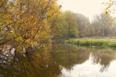 Güz ormanı manzarası güzel ağaçlar ve nehirlerle