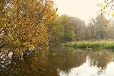 Güz ormanı manzarası güzel ağaçlar ve nehirlerle