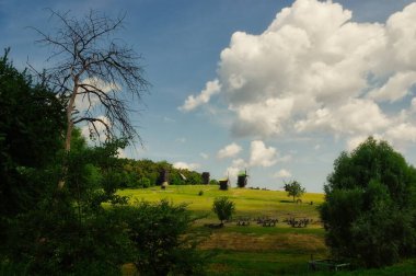 Ağacı ve yeşil otları olan güzel bir manzara.