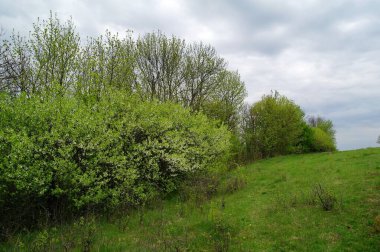 Ağacı ve küçük bir nehri olan güzel bir manzara.