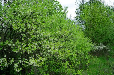 Ormandaki bir ağacın yeşil yaprakları