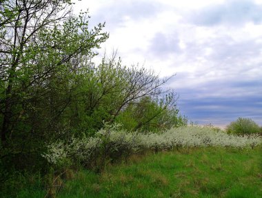 Güzel bir manzara Ağacı ve mavi gökyüzü