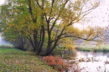 Güz ormanı manzarası güzel ağaçlar ve nehirlerle