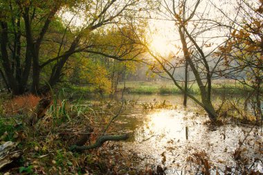 Güz ormanı manzarası güzel ağaçlar ve nehirlerle