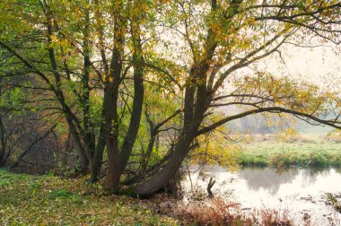 Güz ormanı manzarası güzel ağaçlar ve nehirlerle