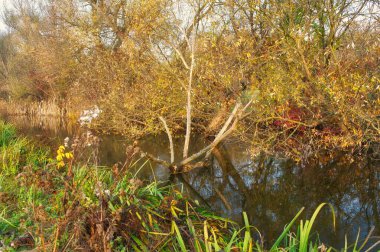 Parkın güzel manzarası
