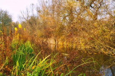 Güz ormanı manzarası güzel ağaçlar ve nehirlerle