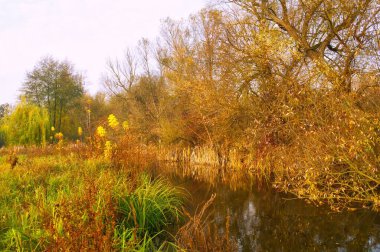 Güz ormanı manzarası güzel ağaçlar ve nehirlerle
