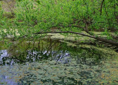 Ormandaki nehrin güzel manzarası