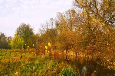 Güz ormanı manzarası güzel ağaçlar ve nehirlerle