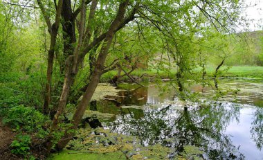 Ormandaki eski ahşap köprü