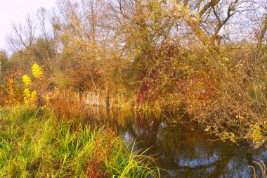 Güz ormanı manzarası güzel ağaçlar ve nehirlerle