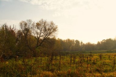 Ağaçlı ve ağaçlı güzel bir manzara.