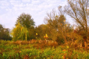 Parlak ağaçlı güzel sonbahar manzarası
