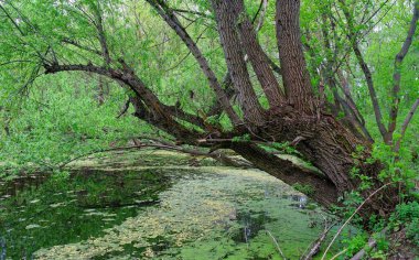 Ağaçlı ve yeşil yapraklı güzel bir manzara.