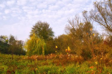 Güz ormanı manzarası ve güzel ağaçları var. 