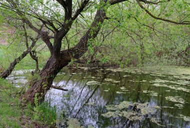 Ormandaki nehrin güzel manzarası