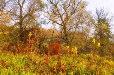 Güz ormanı manzarası ve güzel ağaçları var. 