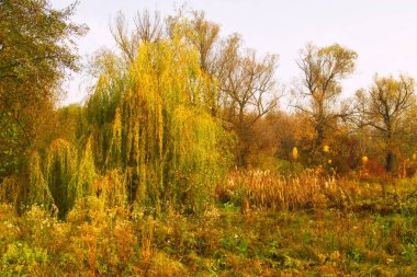 Parlak ağaçlı güzel sonbahar manzarası