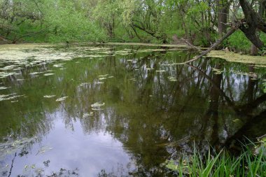Ormandaki nehrin güzel manzarası