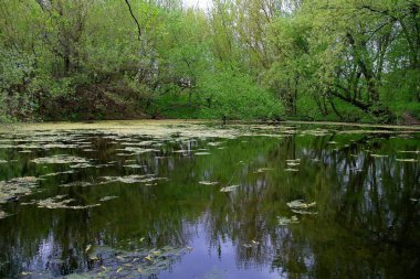 Nehir ve ağaçlarla dolu güzel bir manzara