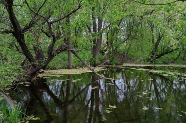 Ormanın güzel manzarası